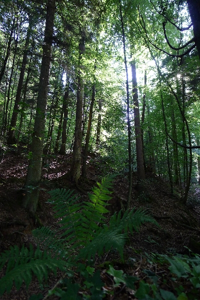 10-WaldUdL9vccJcrCmL