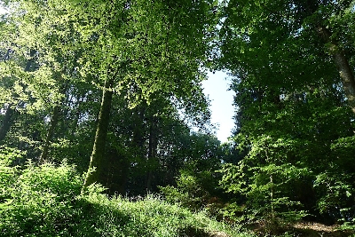 11-WaldlichtungwhFUYu0NEsXSf