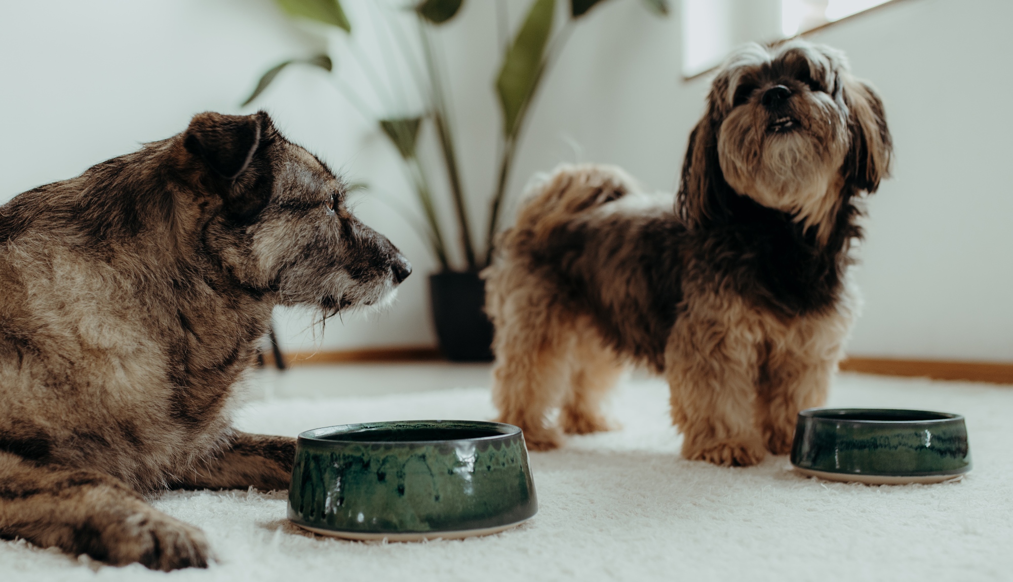 futternaepfe-aus-keramikpWGoXzfc3PpeU